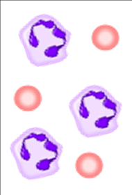 (a)	A rectangle image with three white blood cells and three red blood cells 