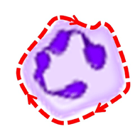 Contour following: It is a white blood cell with dotted line surrounding its contour. The dotted line indicates the movement tracing the blood cell’s contour.