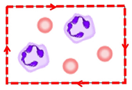 Frame following: It is a rectangle image with two white blood cells and three red blood cells on it. The image is surrounded by a dotted line indicating the movement tracing the image boundary.
