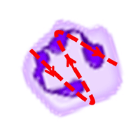 Surface sweeping: Inside a white blood cell, there is a dotted line across its surface indicating back-and-forth movements.