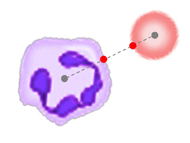 There is a red blood cell and a white blood cell on the image. A straight dotted line connects the centers of them. The points intersected the boundaries of the two blood cells are highlighted.
