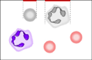 There are two blood cells close to the top boundary of the image. Along that boundary, there are two highlighted straight lines indicating the positions of the two blood cells.