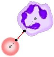 There is a red blood cell and a white blood cell on the image. A straight line connects the center of them. The portion of the line that is in-between the two blood cells is highlighted. 