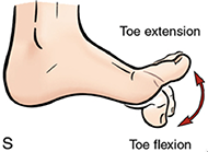Figure 1. This is a cartoon image of the big toe of the foot with arrows that shows the toe joint action of bending the toe upward or downward which represents Great Toe Extension and Flexion respectively